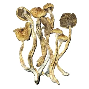 African Transkei  Mushrooms