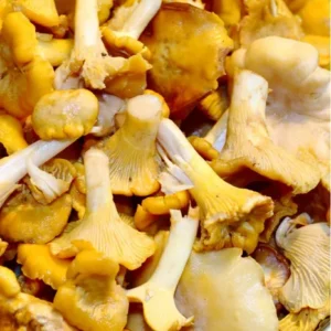 Chanterelle Mushrooms