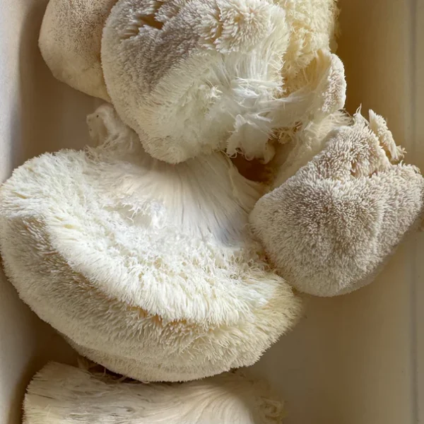 lion's mane mushroom - Image 3