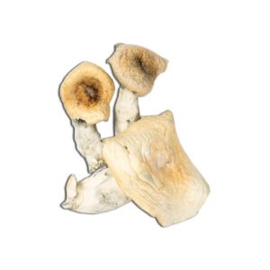 Melmac Mushrooms