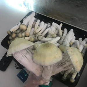 Melmac Mushrooms