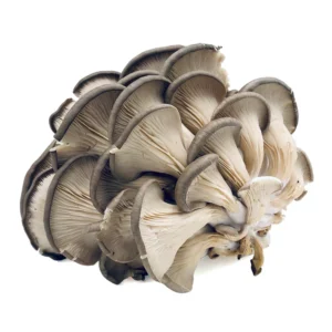 Oyster Mushrooms