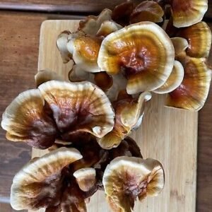 Reishi Mushroom