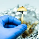 magic mushrooms australia